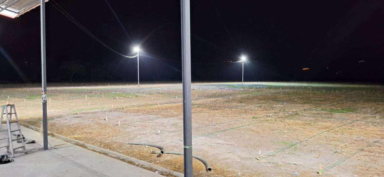 May be an image of grass