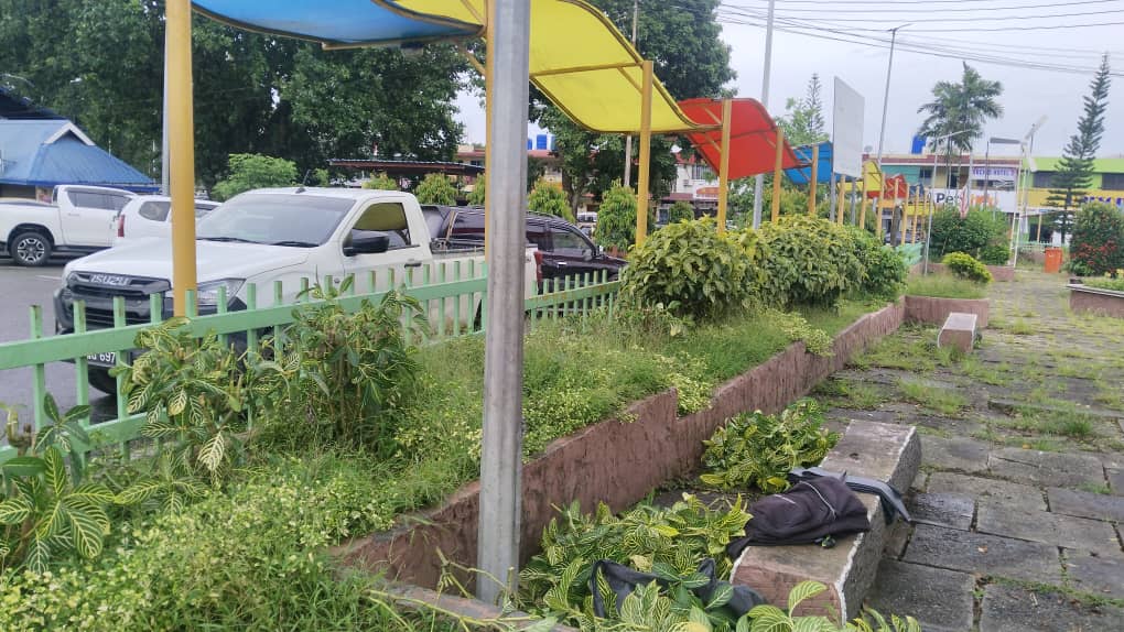 May be an image of grass